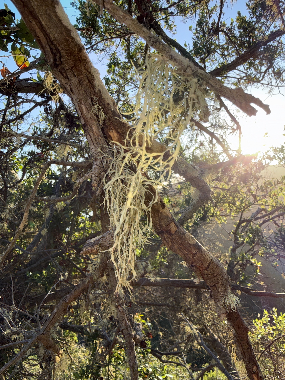fieldtripImage