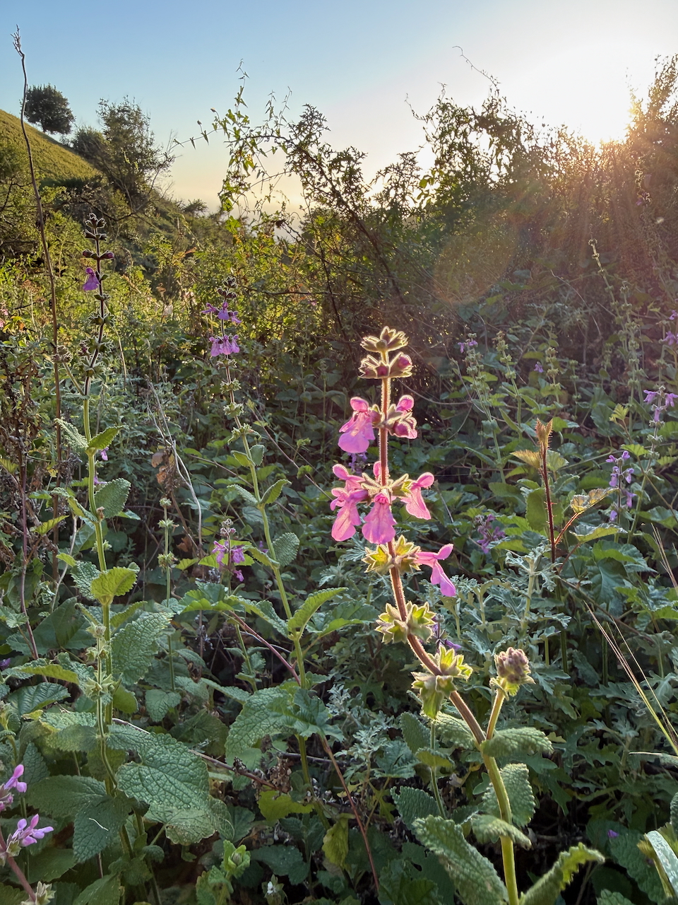 fieldtripImage