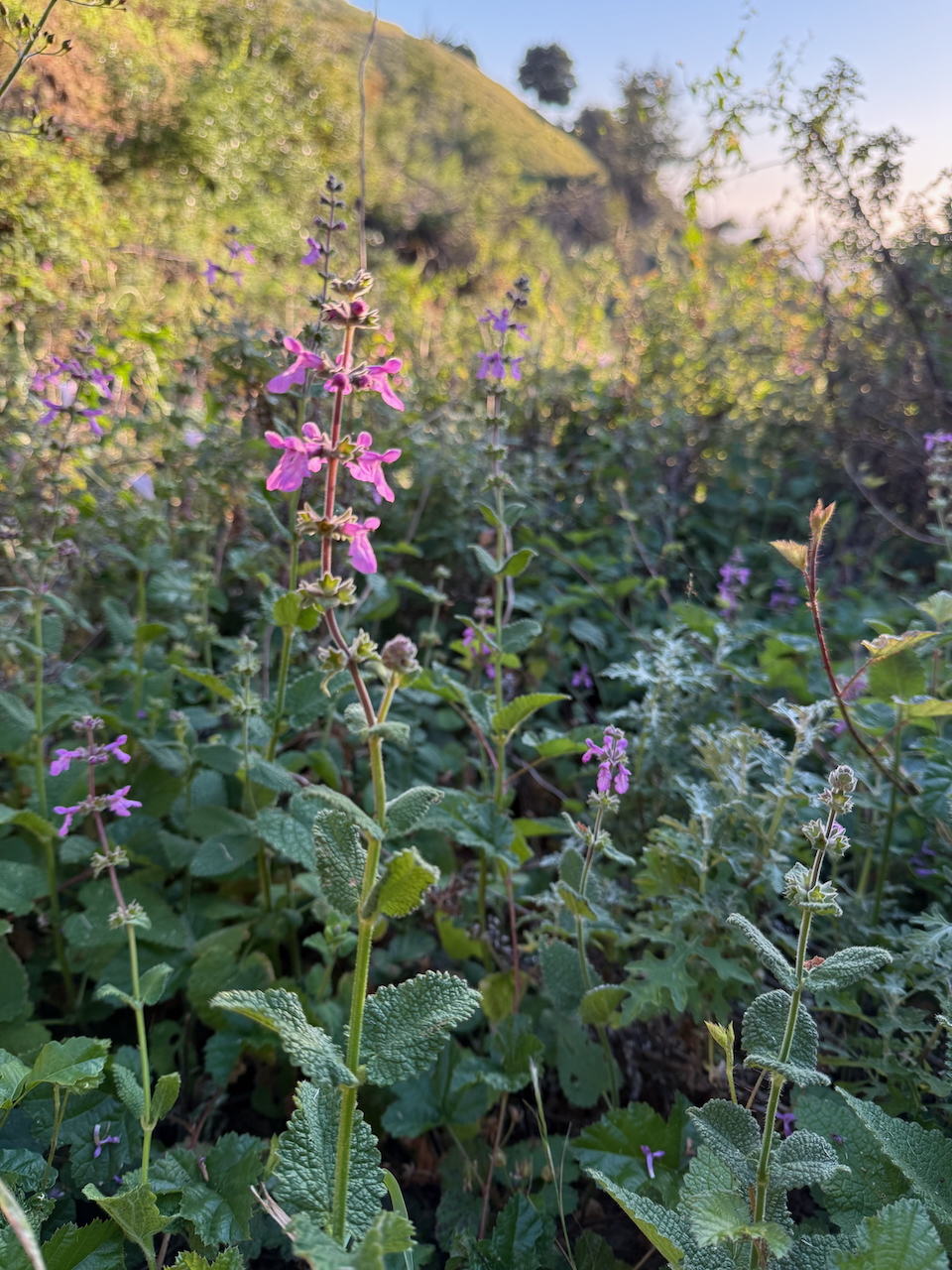 fieldtripImage