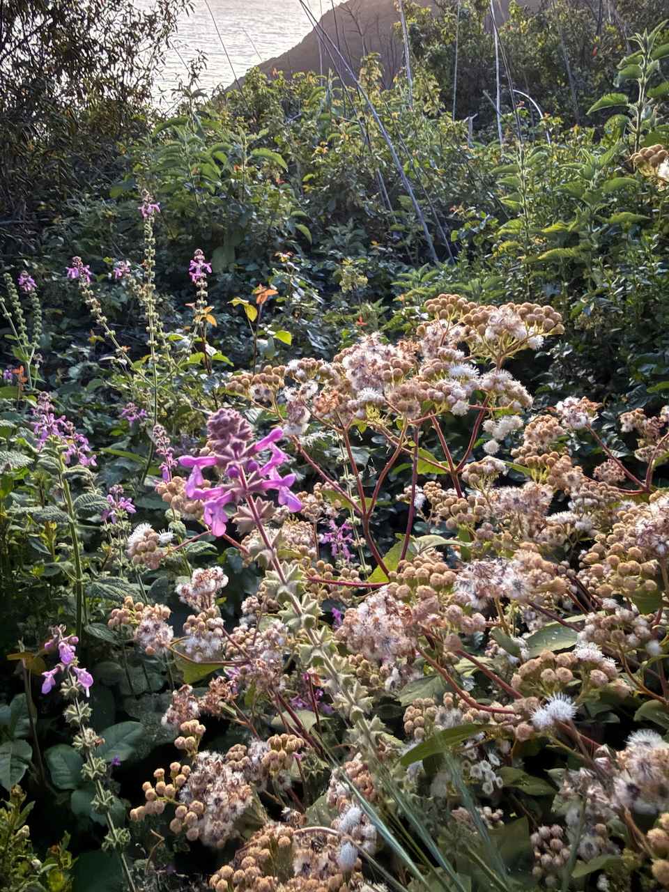 fieldtripImage