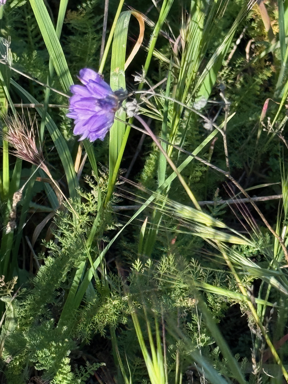 fieldtripImage