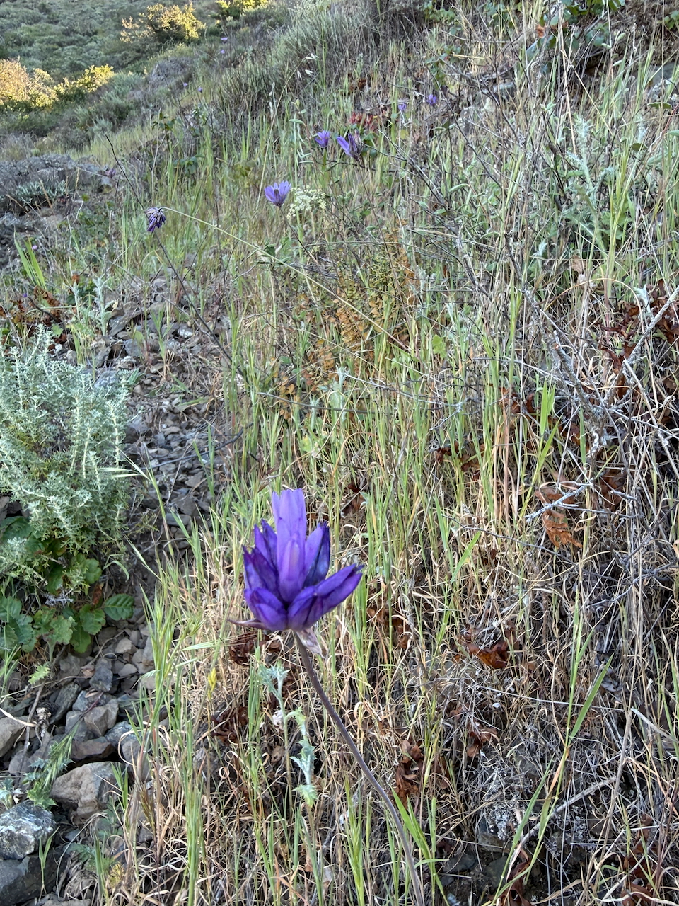 fieldtripImage