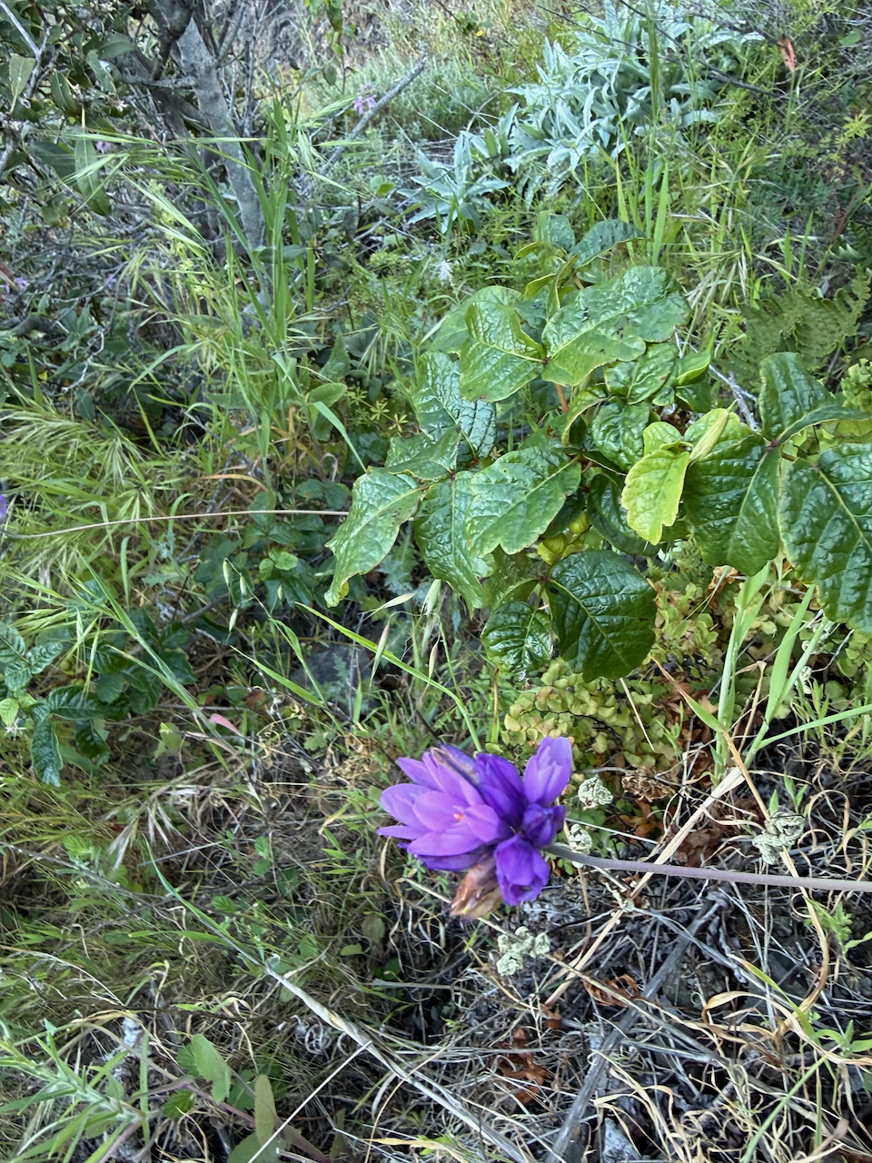 fieldtripImage