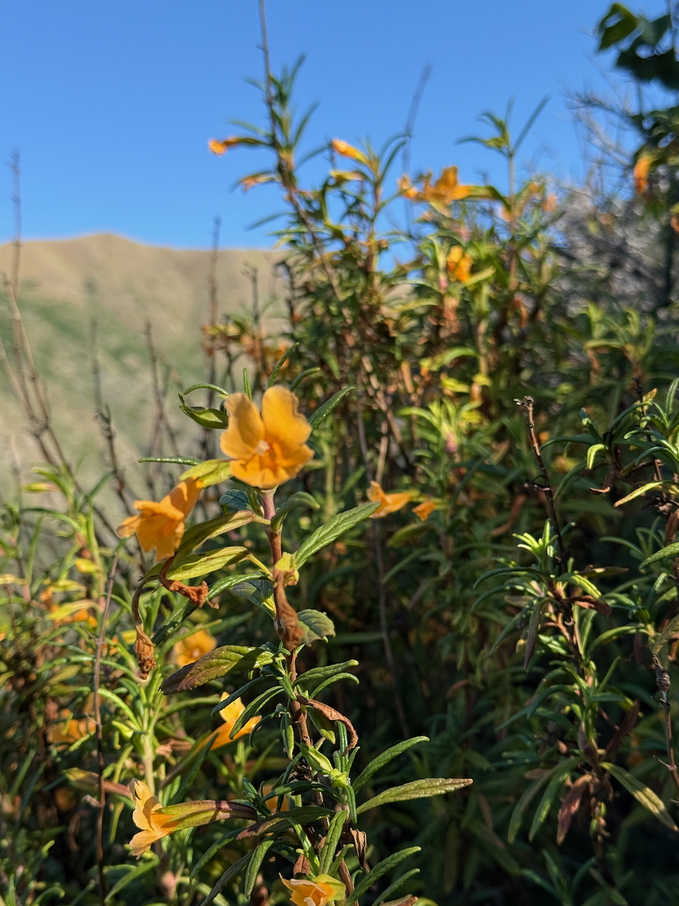 fieldtripImage