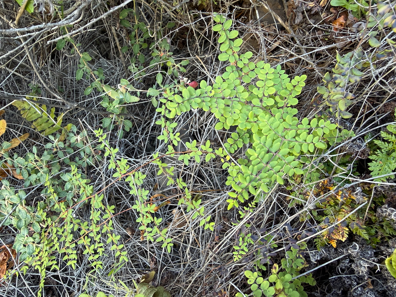 fieldtripImage