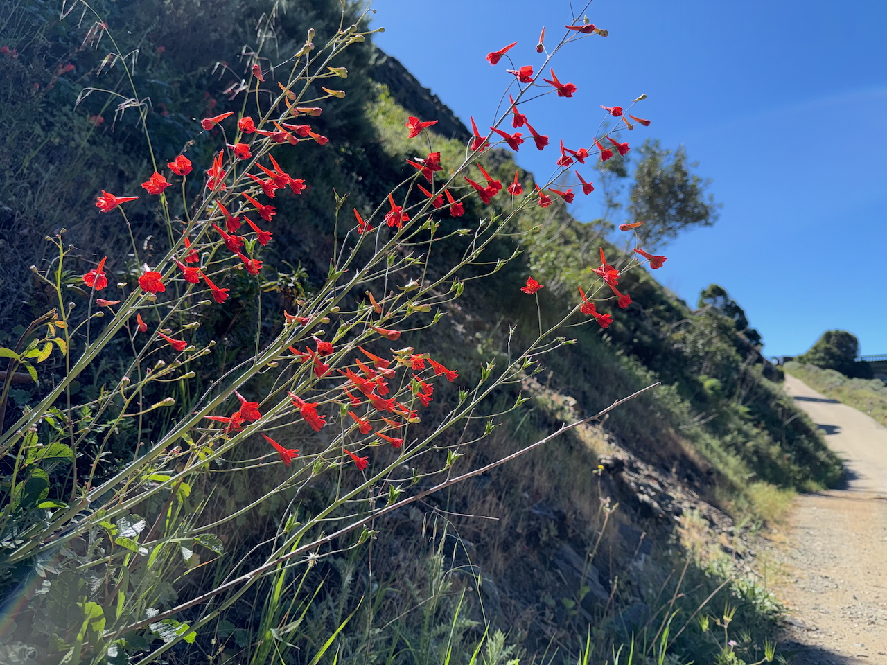 fieldtripImage