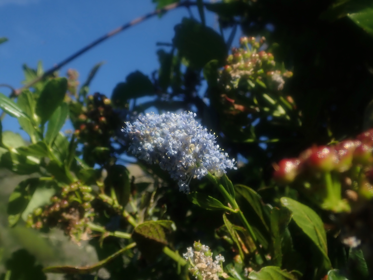fieldtripImage