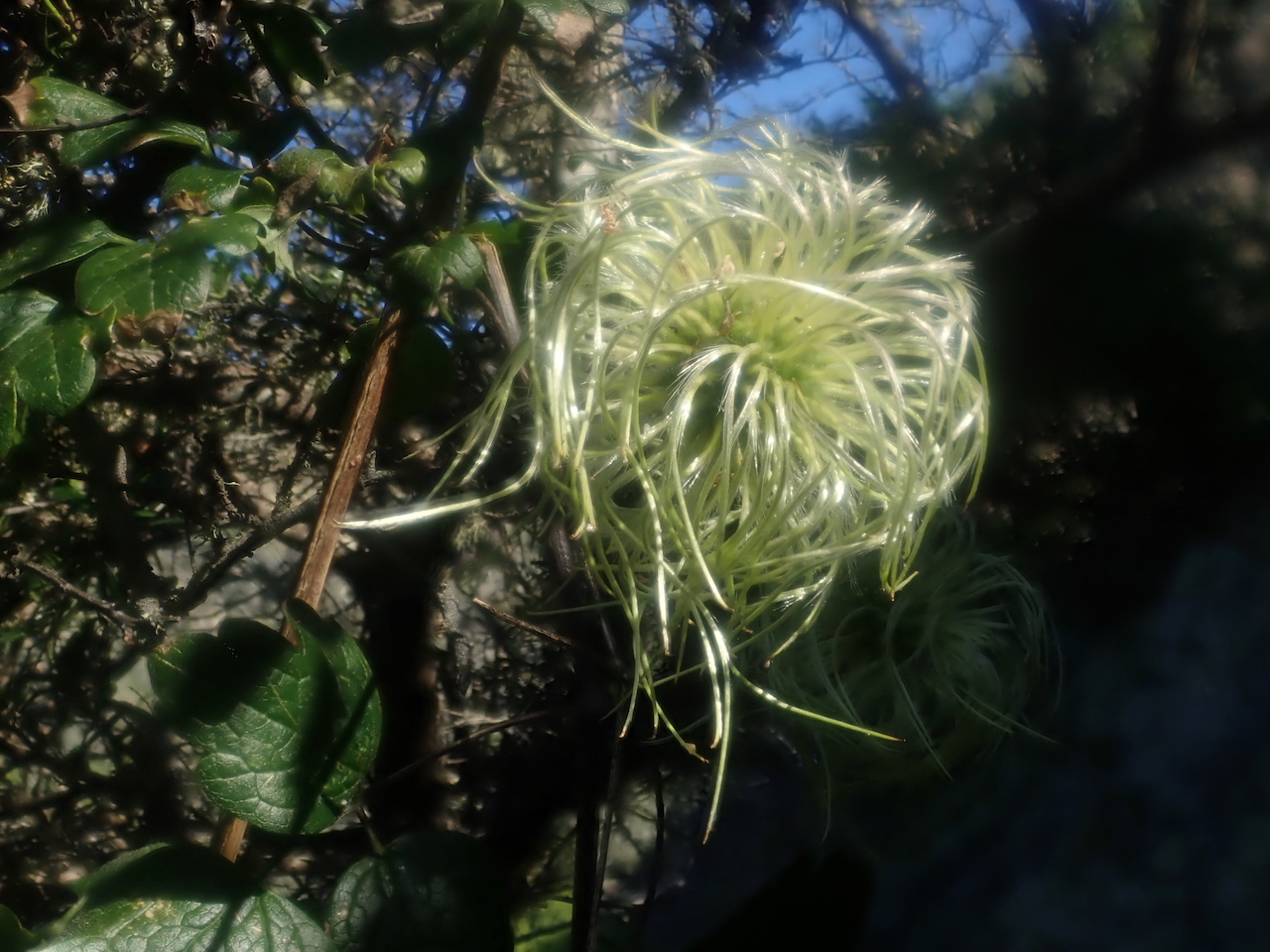 fieldtripImage