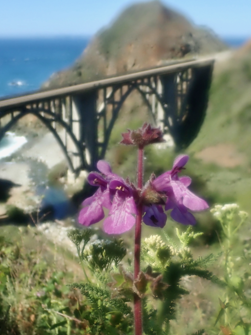 fieldtripImage