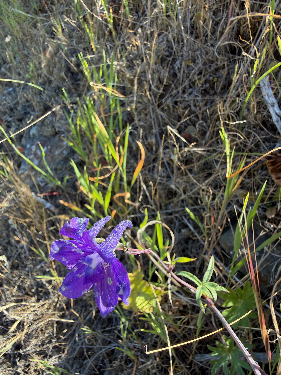 fieldtripImage