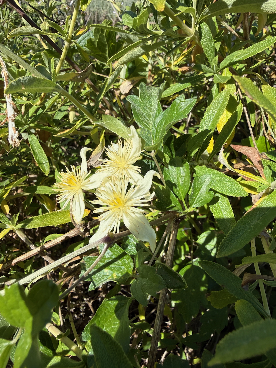 fieldtripImage