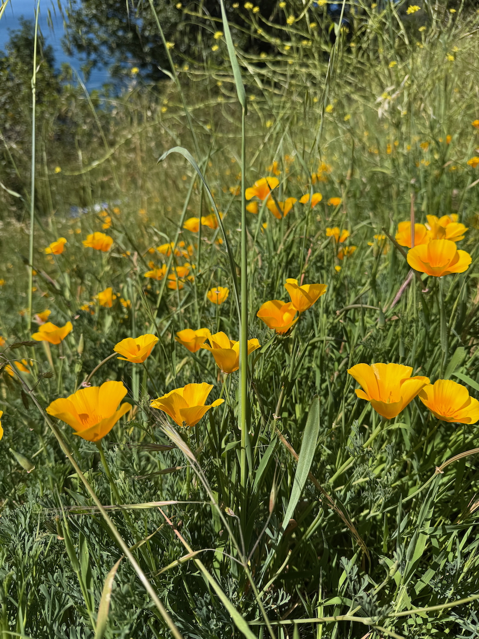 fieldtripImage