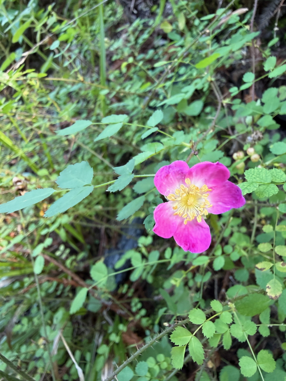 fieldtripImage