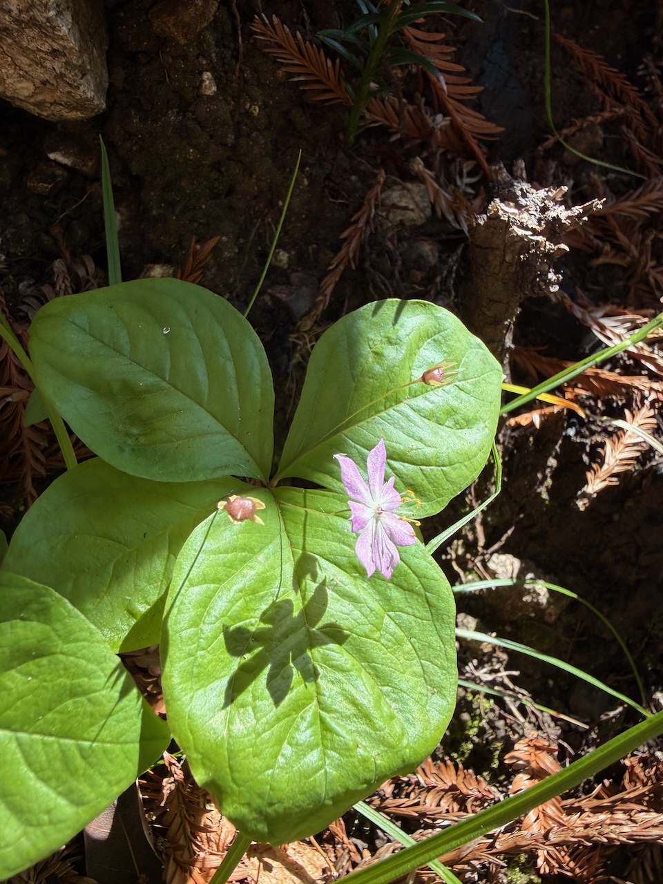 fieldtripImage