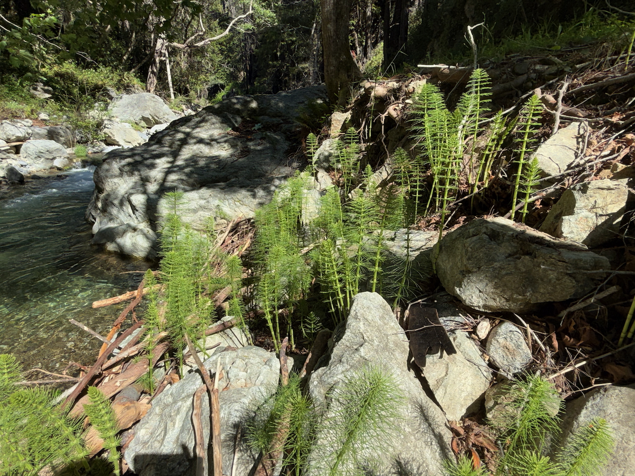 fieldtripImage