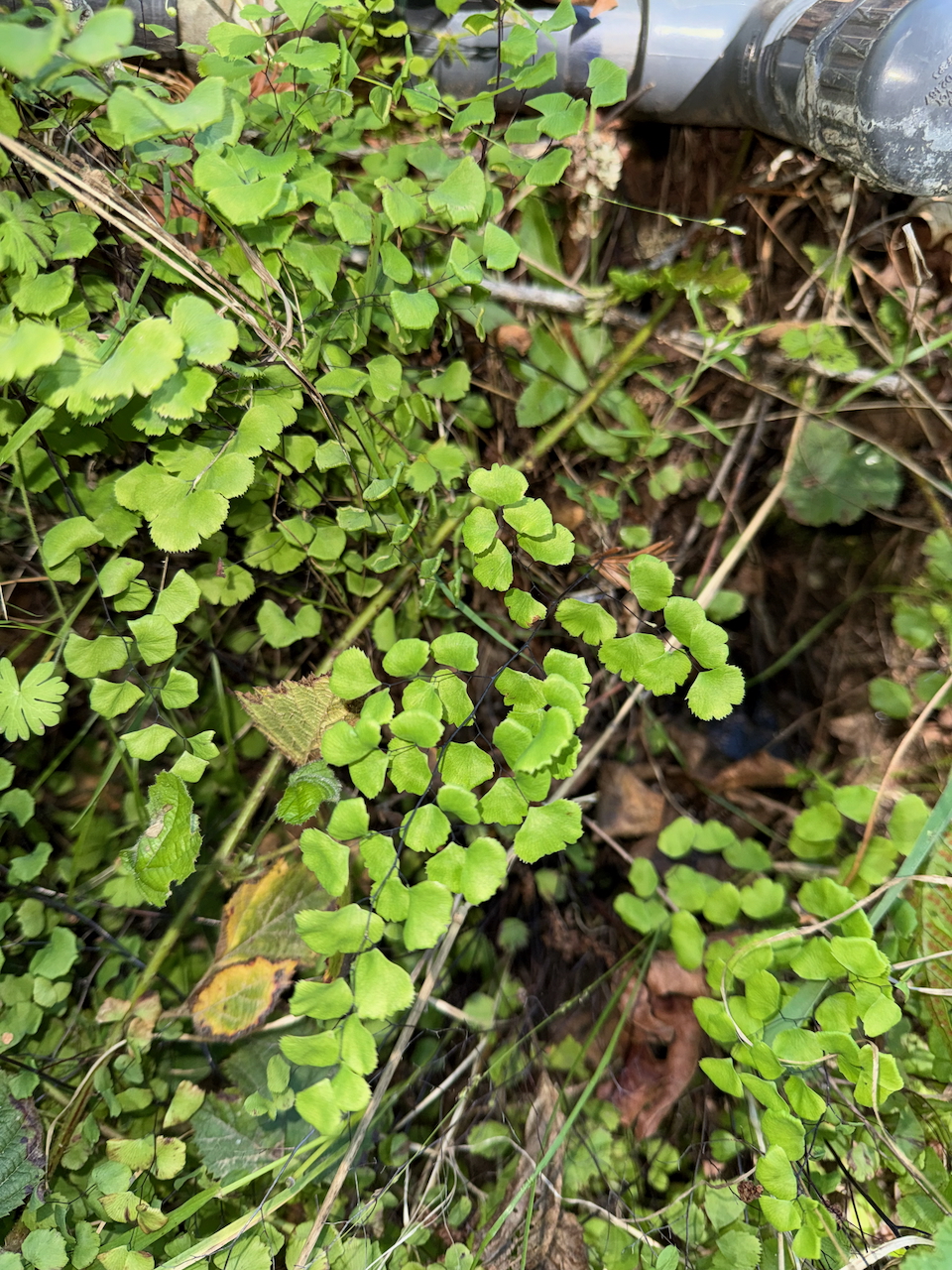 fieldtripImage