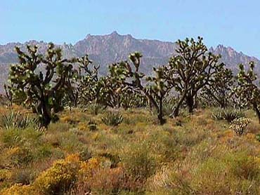 Joshua trees