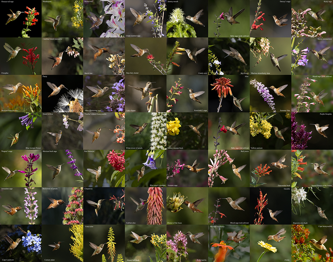 Montage of flowers being visted by hummingbirds