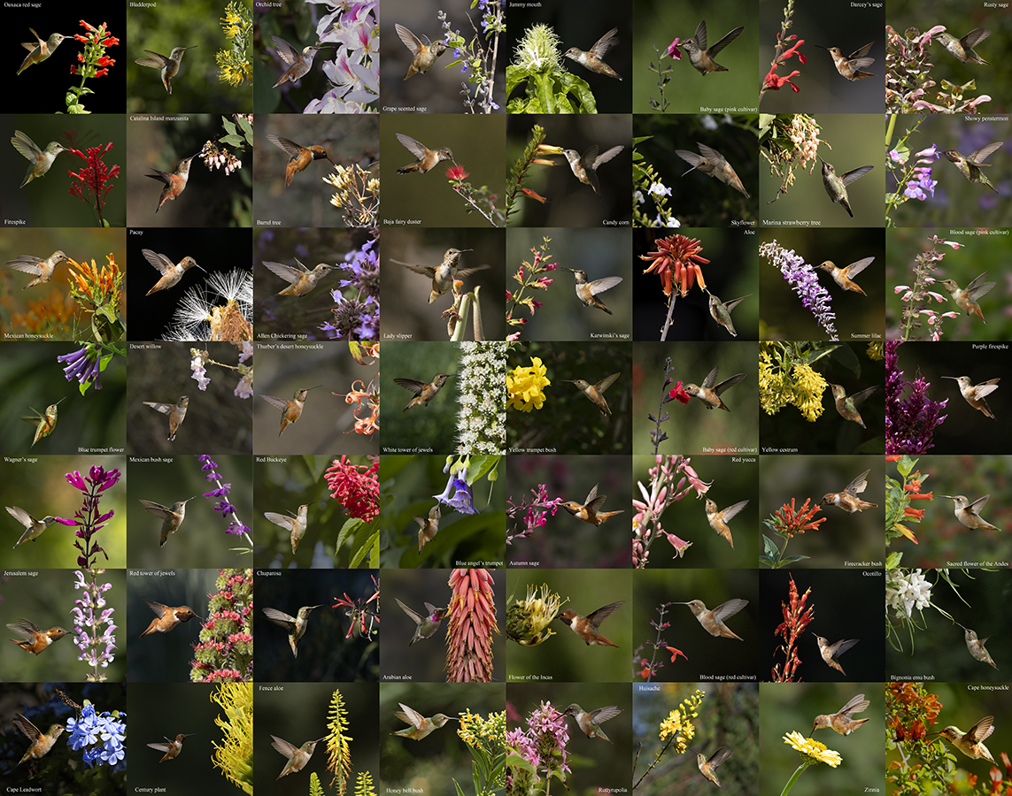 Montage of flowers being visted by hummingbirds