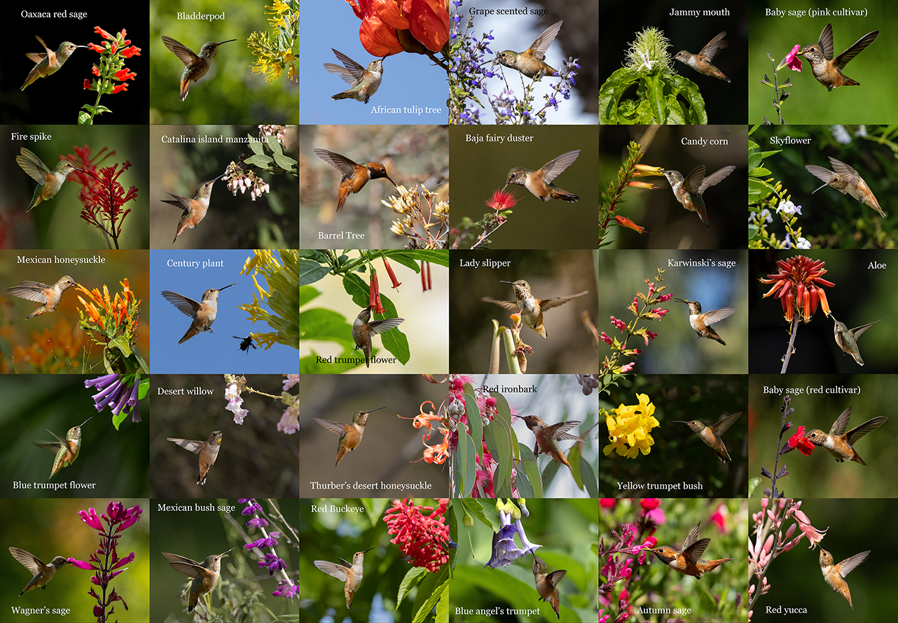 Montage of flowers being visted by hummingbirds
