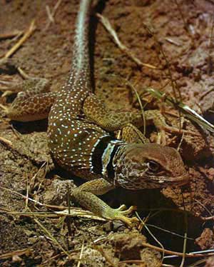 Collar lizard