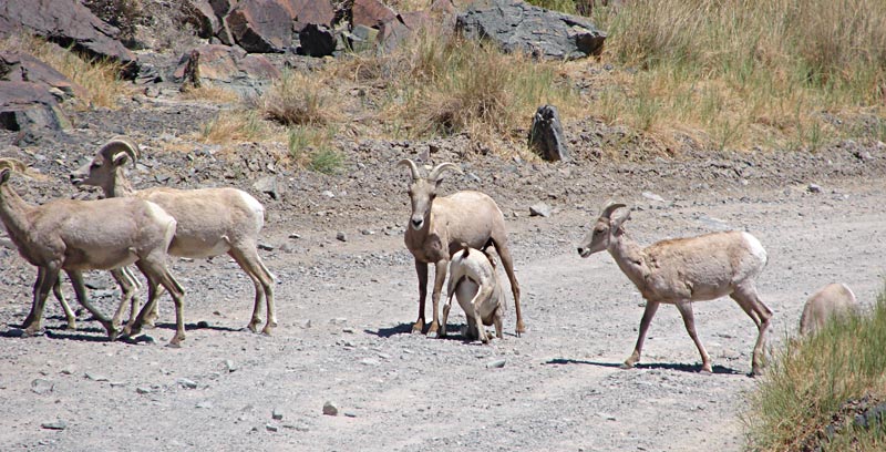 Bighorn sheep at Desert Studies Center