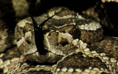 Rattlesnake head