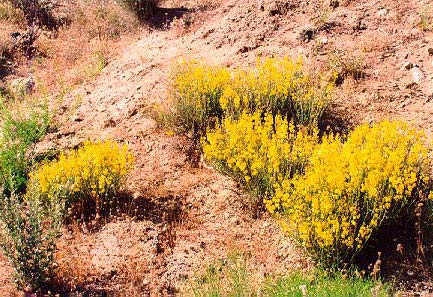 Wildflowers