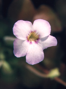 photo of flower