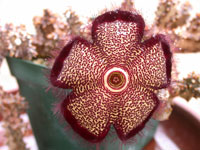 Edithcolea flower