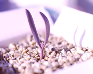 two cotyledons emerging from soil