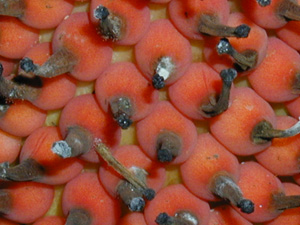 close-up of numerous red overies