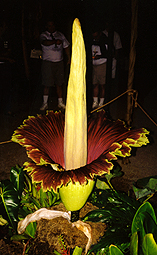 Open corpse flower with yellow spadix