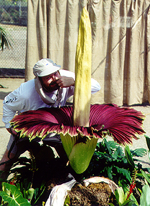 Man leaning over corpse flower while holding his nose