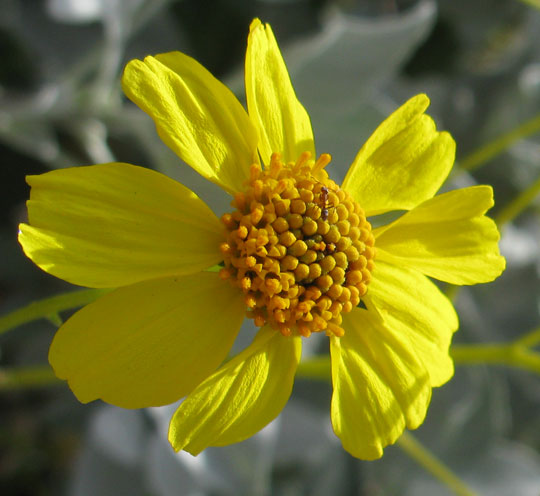 Encelia farinosa flower with ant