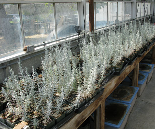 GH4 Eriastrum plants on bench