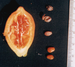 fruit and removed seed