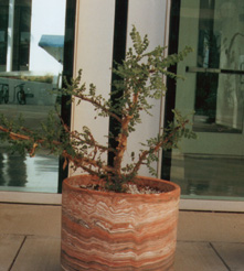 potted plant