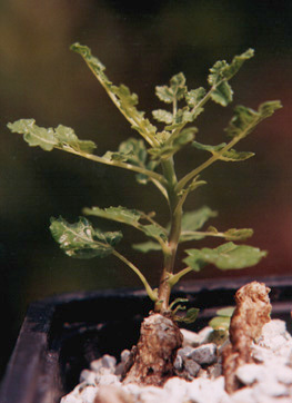 sprout from root