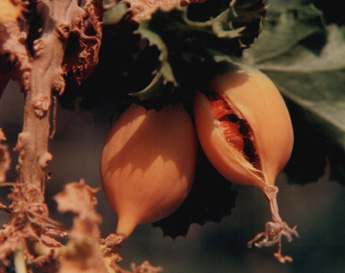 yellow fruit split open showing orange flesh