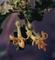 yellow flowers