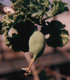 green fruit