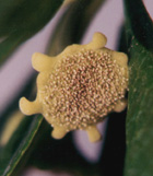 inflorescense
