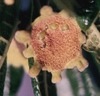 bulges seen in inflorescense