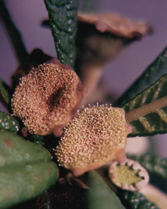 brown yellow stamens