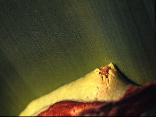 emerging strobilus