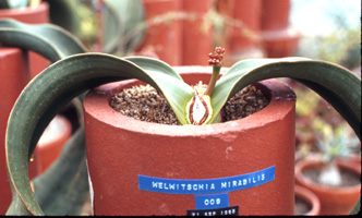 mirab#9 w/ staminate strobilus