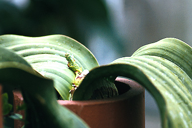 emerging pistillate strobilus