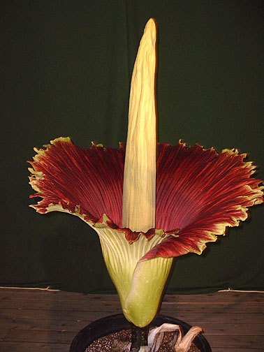 TitanArum2c.jpg