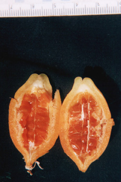 split open fruit with numerous flesh covered seed